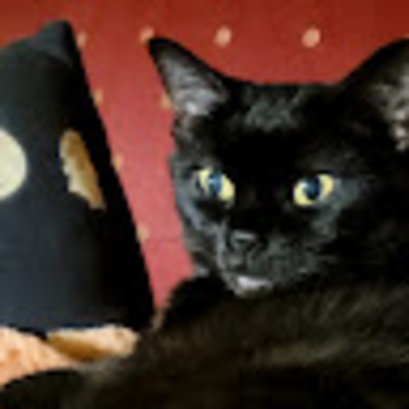 Meet your Posher, Emma - Picture 1 of 1